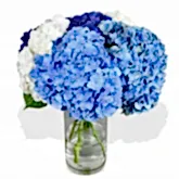 Happy Hydrangeas Hydrangea Flowers & Plants Co