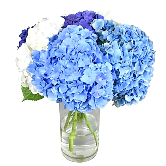 Happy Hydrangeas Hydrangea Flowers & Plants Co