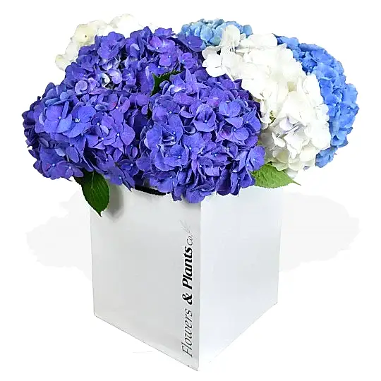 Happy Hydrangeas Hydrangea Flowers &amp; Plants Co