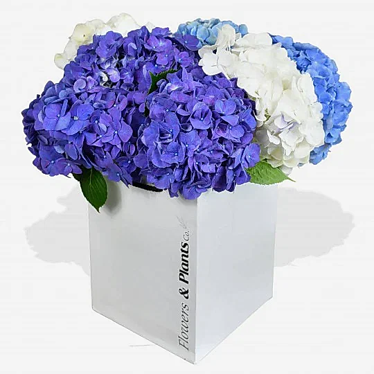 Happy Hydrangeas Hydrangea Flowers &amp; Plants Co