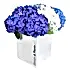 Happy Hydrangeas Hydrangea Flowers & Plants Co